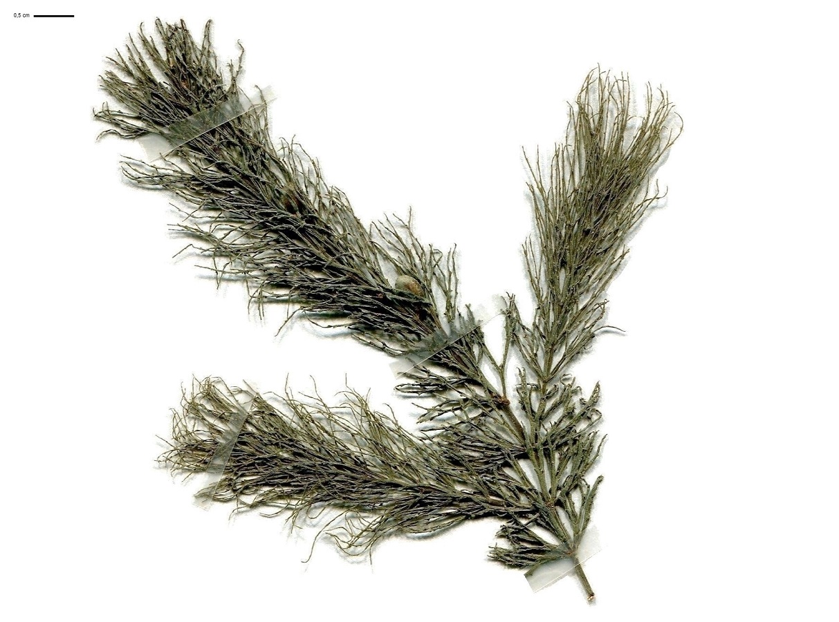 Ceratophyllum demersum (Ceratophyllaceae)